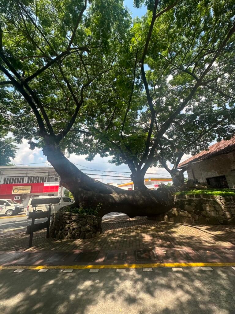 03 big tree